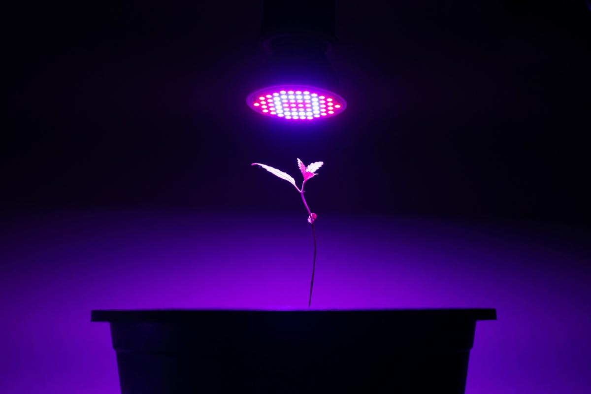 Can Hue Lights Work As Grow Lights? (Solved) Home Streamliner
